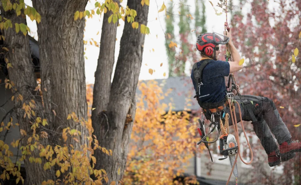 image of arborist suspended from a tree after using tree service software