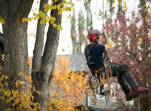 image of arborist suspended from tree