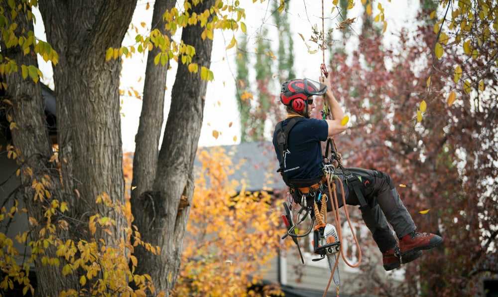 image of arborist suspended from tree
