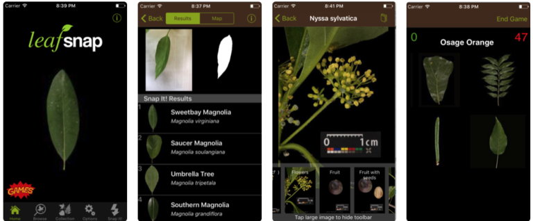 image of Leafsnap app
