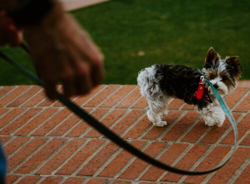 Dog Walking Software: Try Jobber Free!