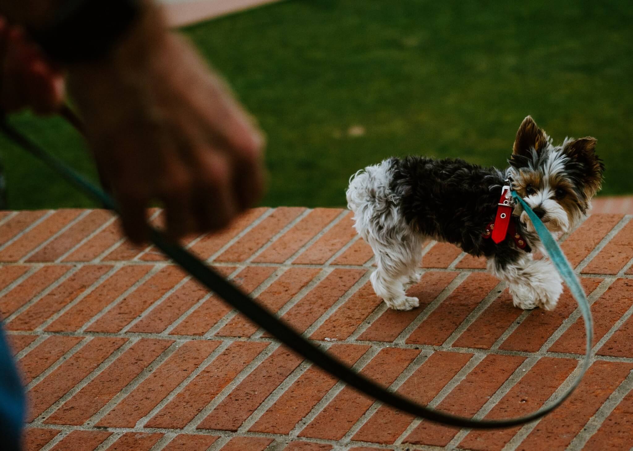 Dog Walking Software: Try Jobber Free!