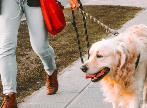 image of professional dog walker walking a dog after using Jobber's dog walking software