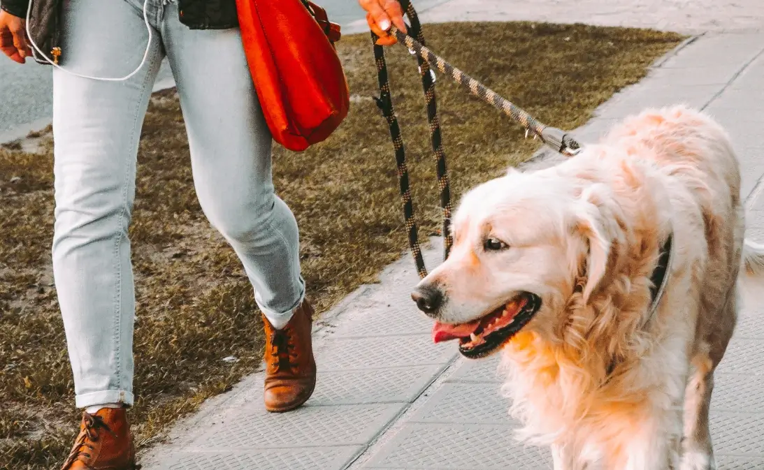 image of professional dog walker walking a dog after using Jobber's dog walking software