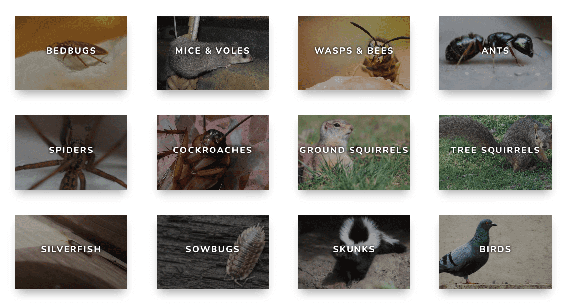 image of ZAP pest control's service webpage