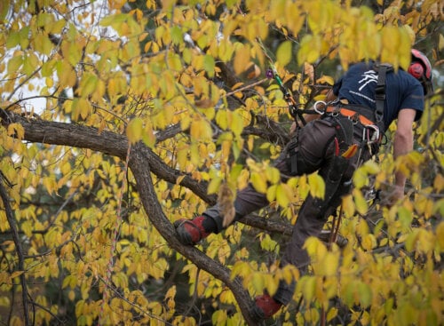 image of arborist working in a tree