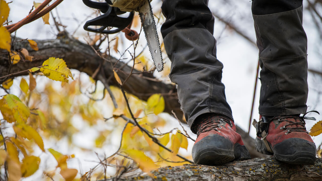 arborist standing on tree limb with chainsaw