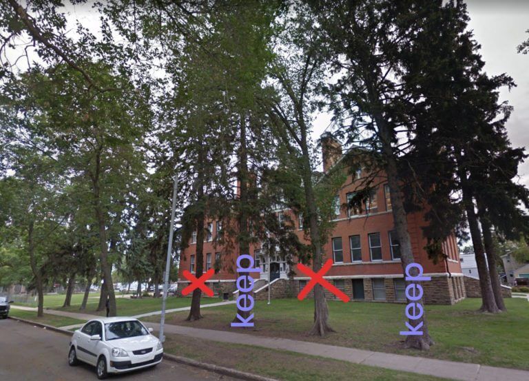 Example of tree removal image showing arborist where to cut