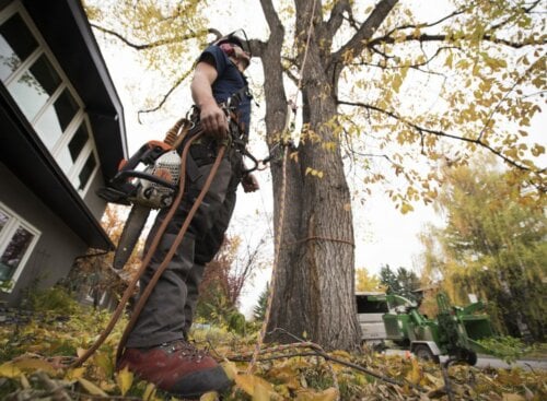 image of arborist looking up at a tree
