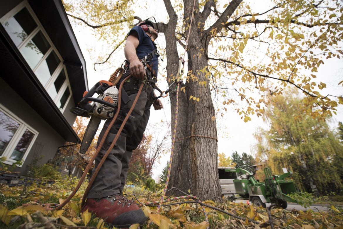 image of arborist looking up at a tree