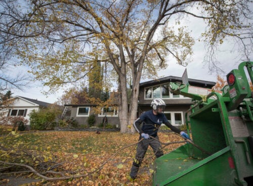 image of arborist taking down a tree