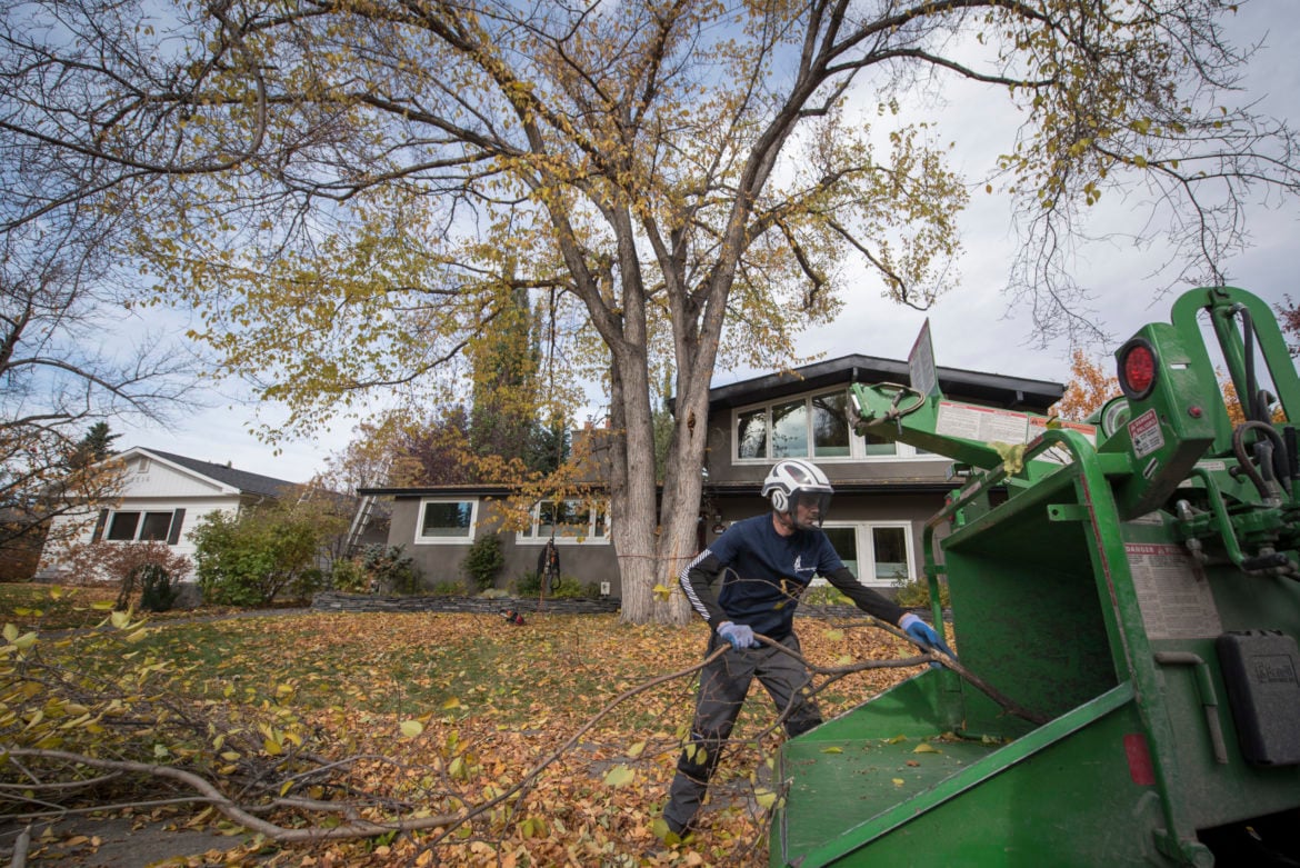 image of arborist taking down a tree
