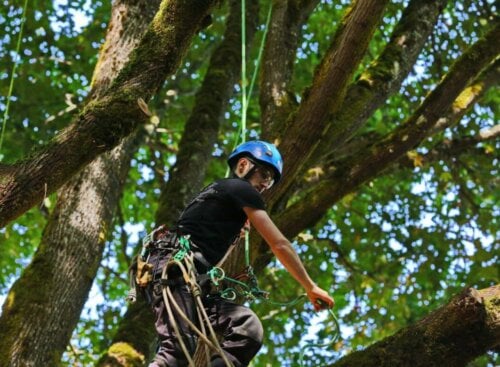 The Climbing Arborist Dan Holliday