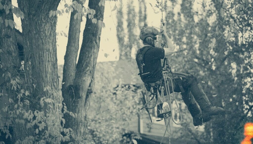 image of tree care service provider suspended from a tree