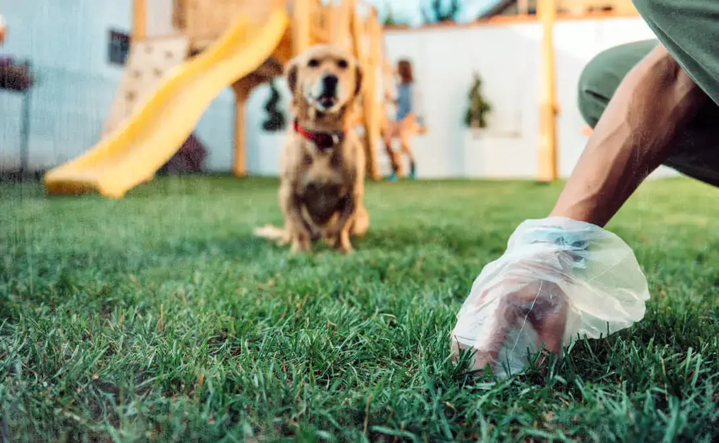 image of service provider picking up dog poop after using Jobber's pooper scooper software