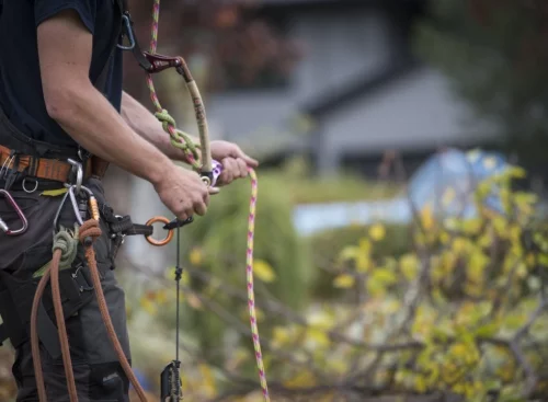 Equipment for tree trimming
