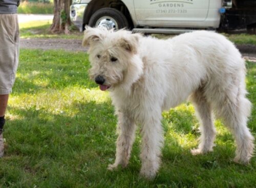 Free business resources to help your start, run, and grow your dog walking business.
