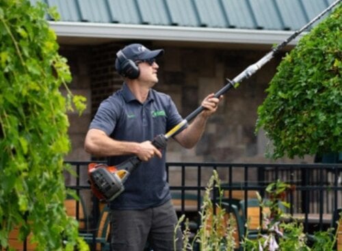 Landscaper pruning trees.