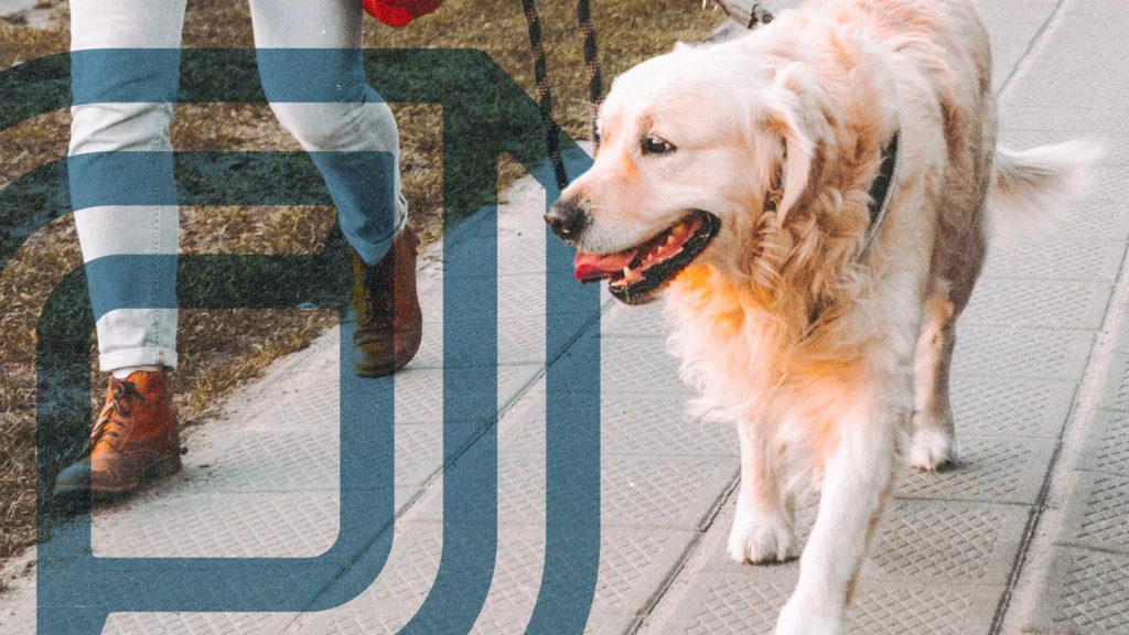 Dog walking service