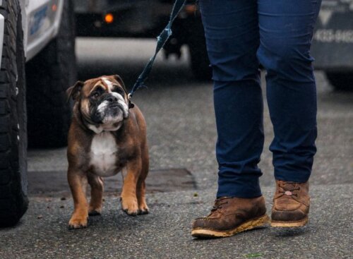 A brown and white bulldog on a leash walking next to a person