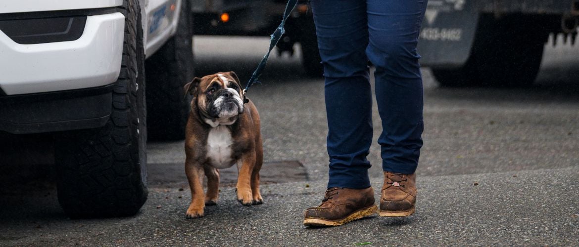 A brown and white bulldog on a leash walking next to a person
